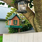 Lulu joined the competition — help win amazing prizes! cat, tree, bird_feeder, fence, leaves, branch, outdoor, animal, pet, curious, suburban, greenery, wood, nature, house, yard, daylight, mammal, collar, quiet