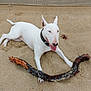 dog, bull_terrier, white_dog, sand, beach, stick, animal, pet, outdoor, playful, tongue_out, collar, lying_down, nature, summer, daylight, fun, canine, snout, ears_up