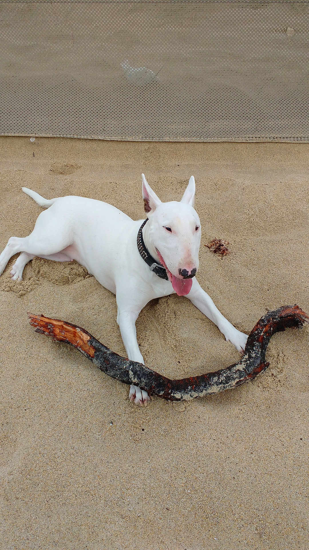 Jane participe au concours pour gagner de l'argent avec cette photo : dog, bull_terrier, white_dog, sand, beach, stick, animal, pet, outdoor, playful, tongue_out, collar, lying_down, nature, summer, daylight, fun, canine, snout, ears_up