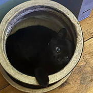 Jinx joined the competition — help win amazing prizes! black_cat, cat, animal, pet, curious, indoor, wooden_floor, pot, container, cozy, cute, feline, eyes, resting, hidden, home, domestic, fur, one_animal, close_up