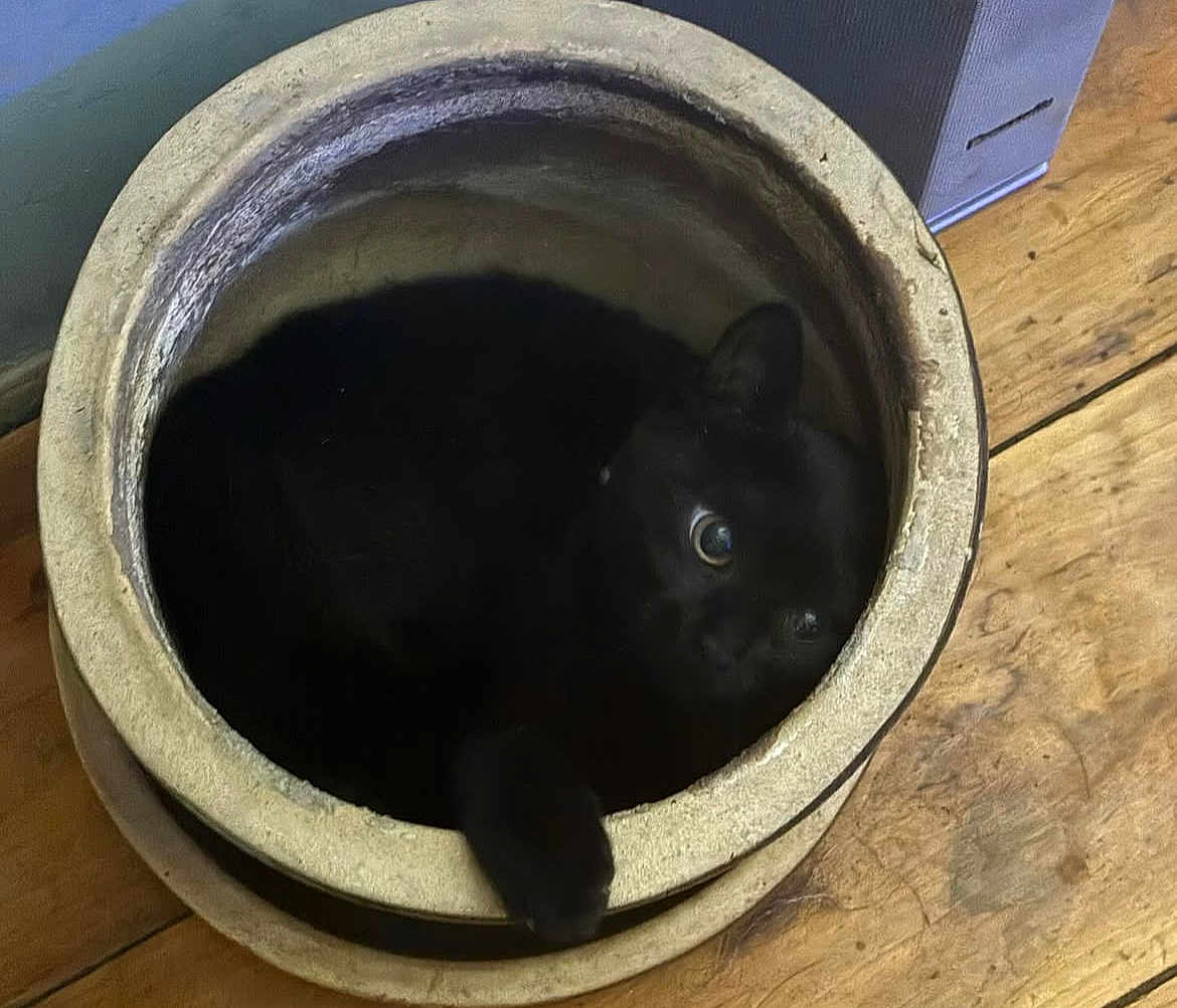 Jinx joined the competition — help win amazing prizes! black_cat, cat, animal, pet, curious, indoor, wooden_floor, pot, container, cozy, cute, feline, eyes, resting, hidden, home, domestic, fur, one_animal, close_up