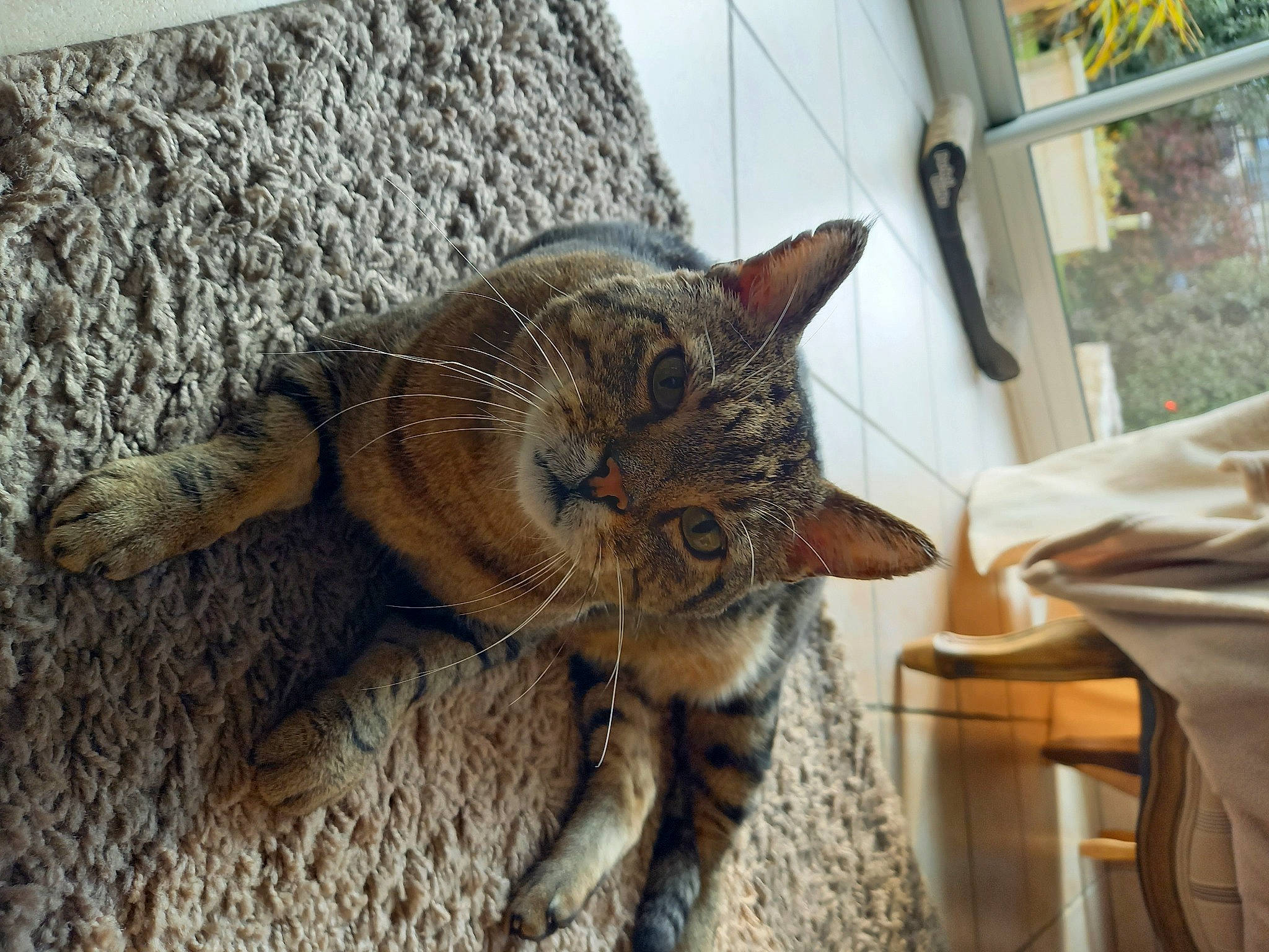 Popeye participe au concours pour gagner de l'argent avec cette photo : carnivore, cat, claw, comfort, domestic_short_haired_cat, fawn, felidae, fur, paw, plant, sitting, small_to_medium_sized_cats, snout, tail, terrestrial_animal, whiskers, window, wood