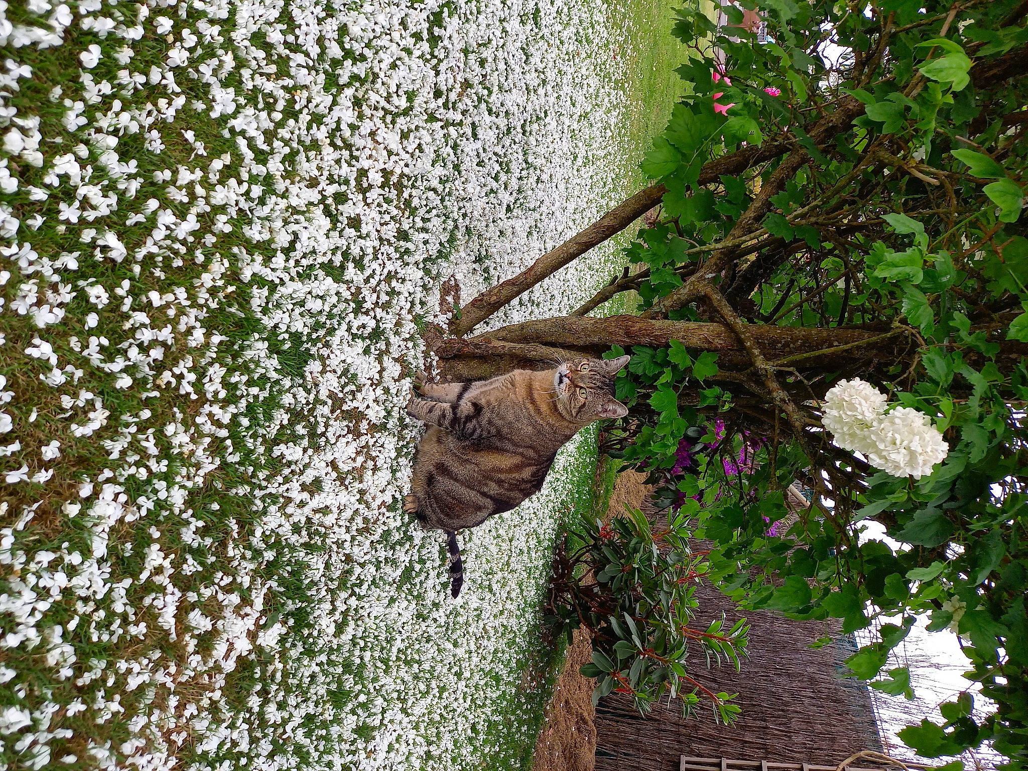 Popeye participe au concours pour gagner de l'argent avec cette photo : branch, building, fawn, felidae, flower, garden, grass, groundcover, house, people_in_nature, plant, shrub, toy, tree, trunk, twig, vegetation, window, wood, woody_plant