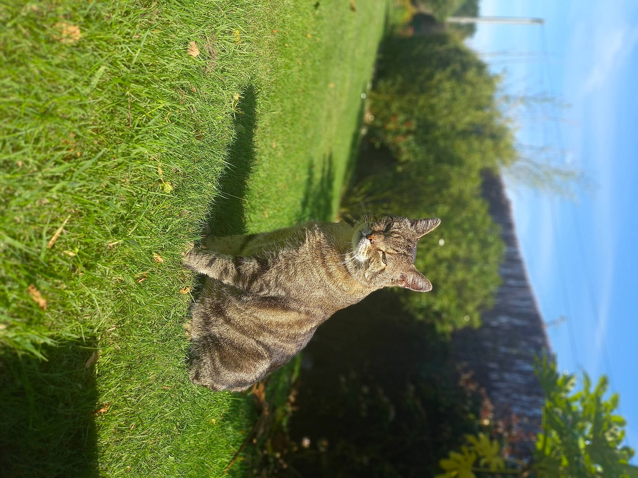 Popeye participe au concours pour gagner de l'argent avec cette photo : art, botany, cloud, grass, grass_family, insect, nature, plant, plant_pathology, plant_stem, sky, snout, tail, terrestrial_animal, terrestrial_plant, tree, trunk, vegetation, wildlife, wood