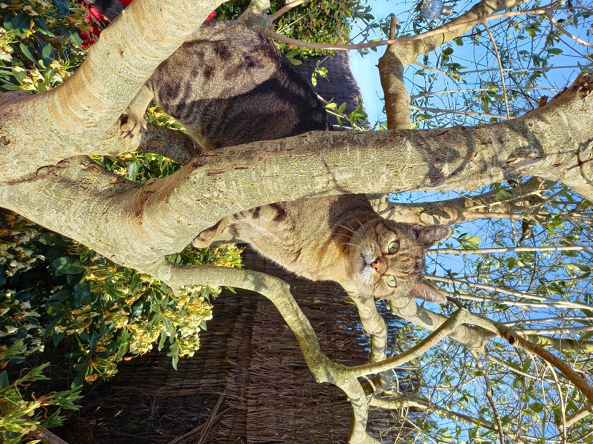 Popeye a rejoint le concours — aidez-le/la à gagner de superbes lots ! birch_family, botany, branch, carnivore, cat, felidae, natural_material, plant, plant_stem, sky, tail, terrestrial_animal, tints_and_shades, tree, trunk, twig, wildlife, wood, woody_plant