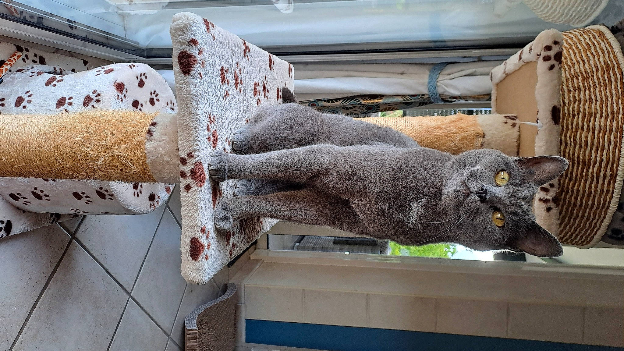 Lili participe au concours pour gagner de l'argent avec cette photo : carnivore, cat, comfort, domestic_short_haired_cat, felidae, fur, grey, linens, machine, mammal, plant, room, russian_blue, small_to_medium_sized_cats, table, tail, window, wood