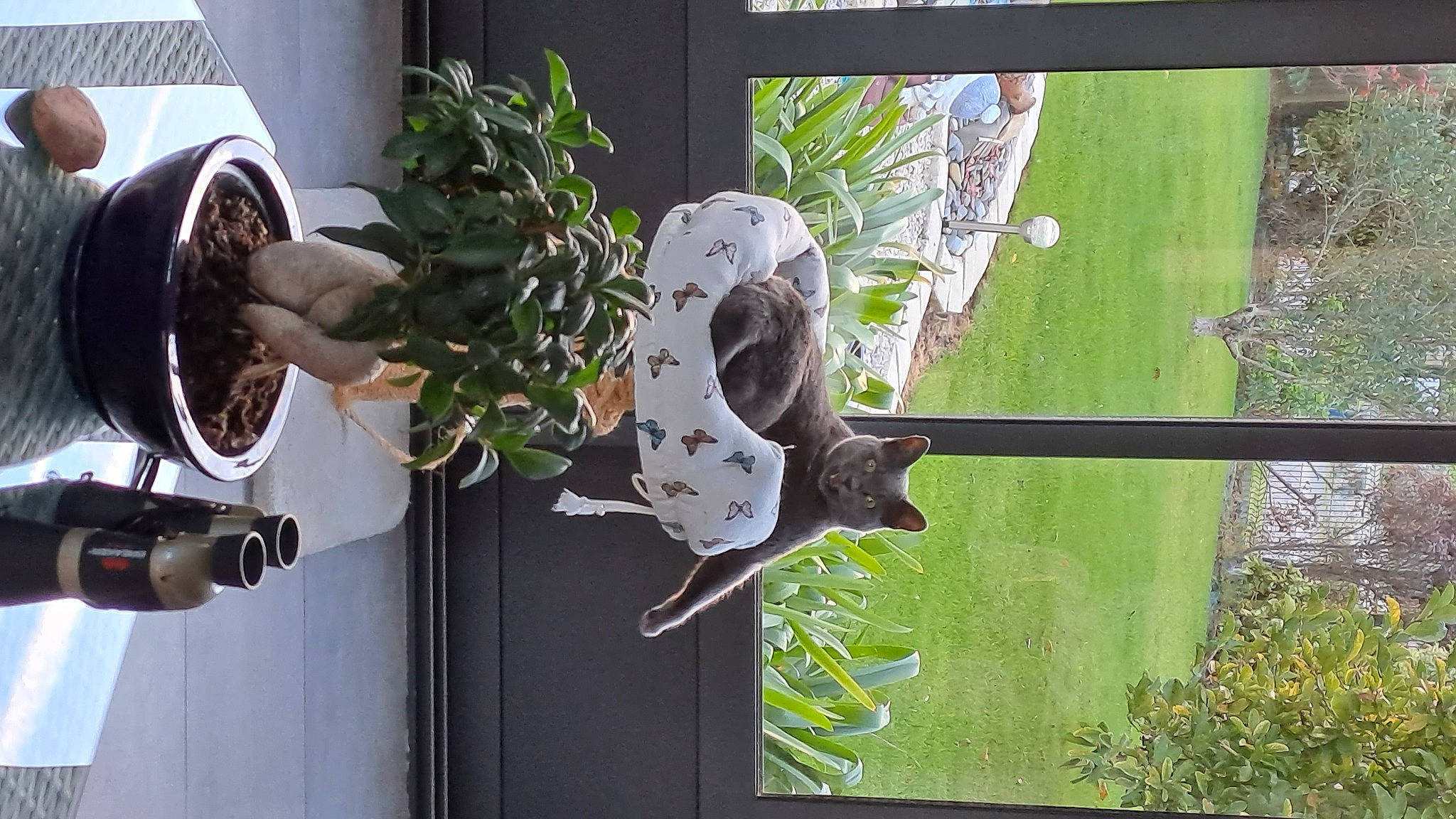 Lili a rejoint le concours — aidez-le/la à gagner de superbes lots ! art, audio_equipment, door, flowerpot, glass, grass, helmet, herb, house, houseplant, machine, metal, plant, room, shelf, tree, twig, visual_arts, window, wood