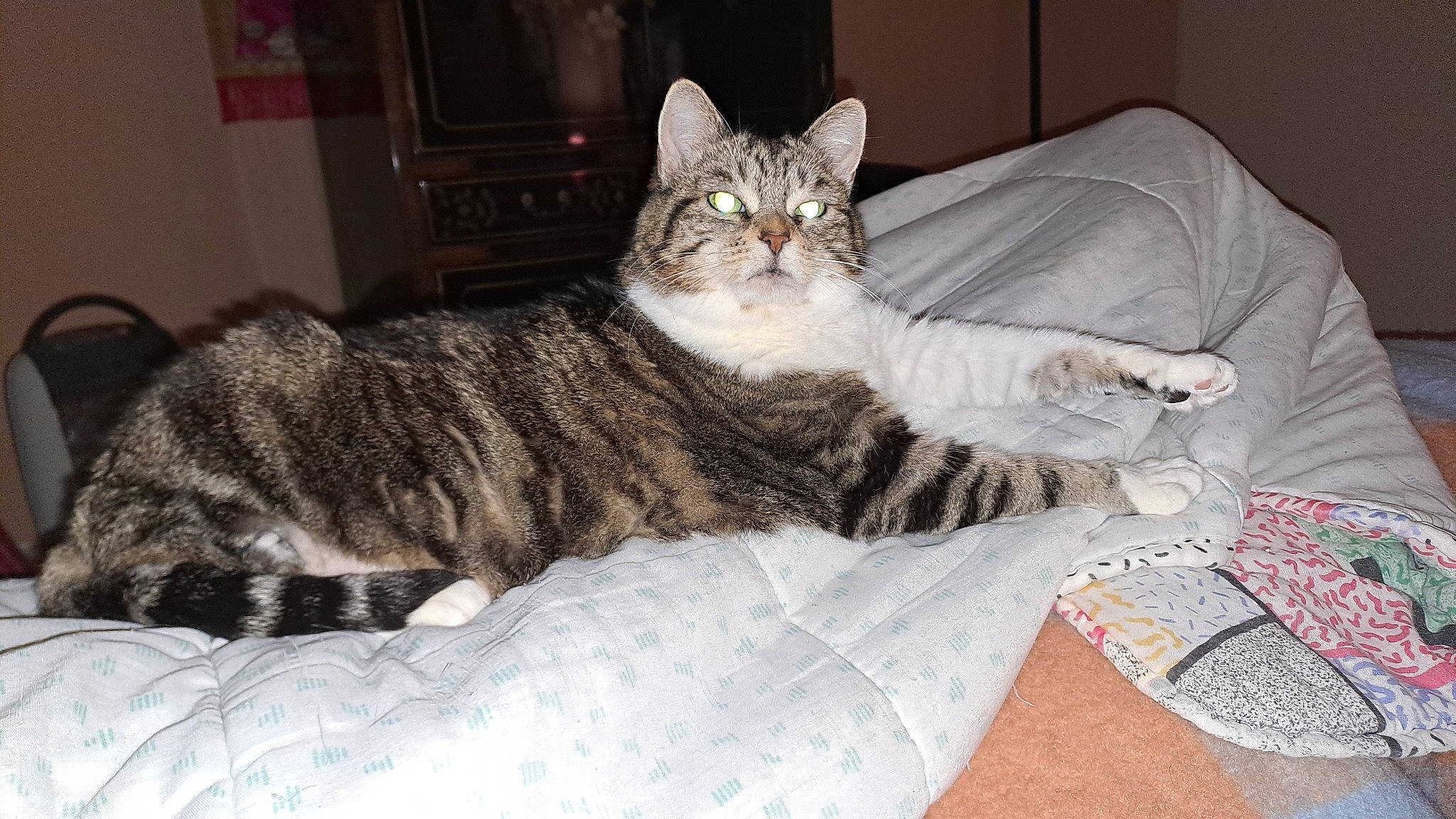 Cannelle participe au concours pour gagner de l'argent avec cette photo : bed, carnivore, cat, claw, comfort, domestic_short_haired_cat, felidae, fur, grey, paw, sitting, small_to_medium_sized_cats, snout, tail, whiskers