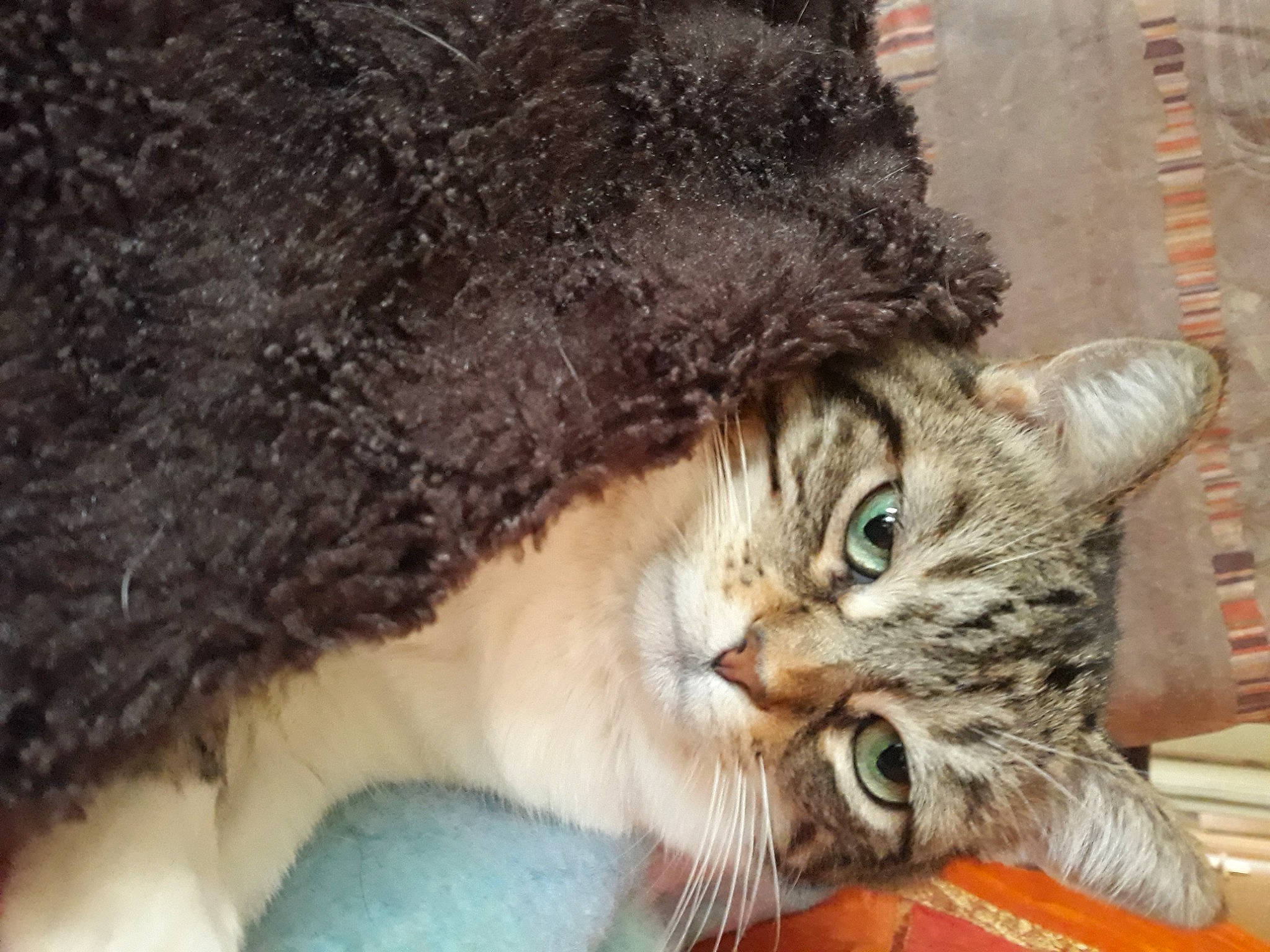 Cannelle a rejoint le concours — aidez-le/la à gagner de superbes lots ! carnivore, cat, claw, comfort, domestic_short_haired_cat, felidae, fur, hug, mammal, paw, small_to_medium_sized_cats, snout, tail, terrestrial_animal, whiskers