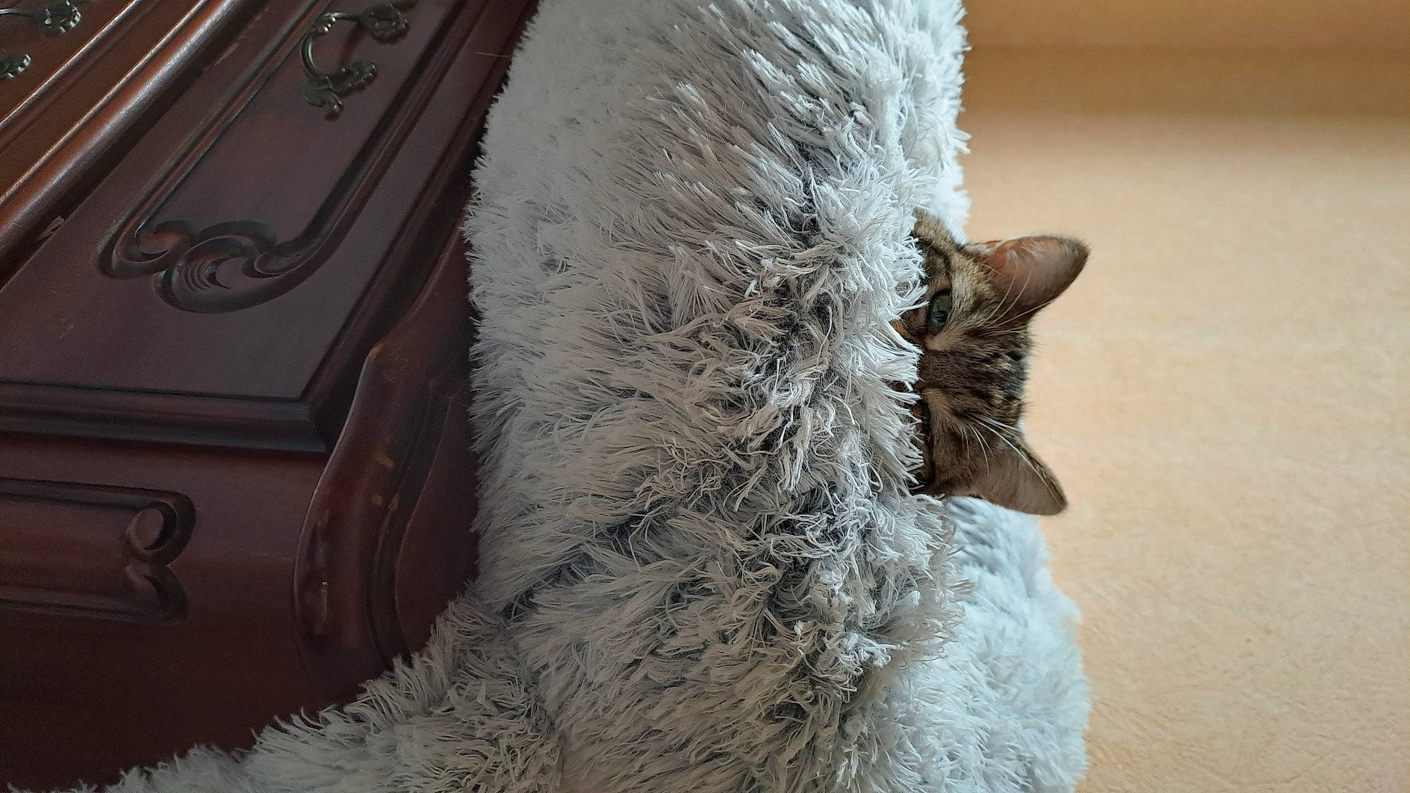 Cannelle a rejoint le concours — aidez-le/la à gagner de superbes lots ! carnivore, cat, claw, domestic_short_haired_cat, felidae, freezing, fur, grey, house, paw, room, small_to_medium_sized_cats, tail, whiskers, wildlife, window, winter, wood