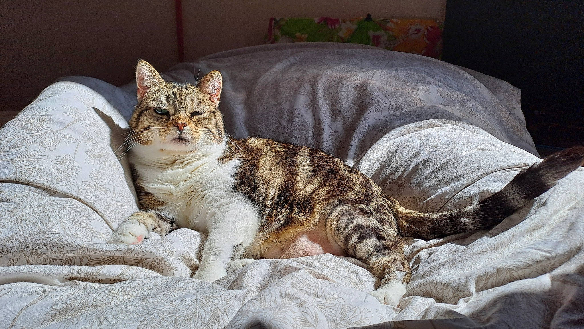 Cannelle a rejoint le concours — aidez-le/la à gagner de superbes lots ! bed, carnivore, cat, cat_supply, claw, comfort, domestic_short_haired_cat, felidae, fur, linens, nap, paw, sitting, small_to_medium_sized_cats, snout, tail, terrestrial_animal, whiskers