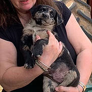 Beròi participe au concours pour gagner de l'argent avec cette photo : puppy, dog, person, arms, holding, black_tan, fur, pet, cute, outdoor, bracelet, watch, skin, hand, portrait, animal, friendly, closeup, expression, love
