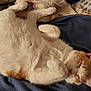 animal, bed, blanket, cat, comfort, cozy, cute, domestic_cat, ear, fluffy, fur, indoor, orange_cat, paw, pet, relaxed, resting, sleep, sleeping, white_cat