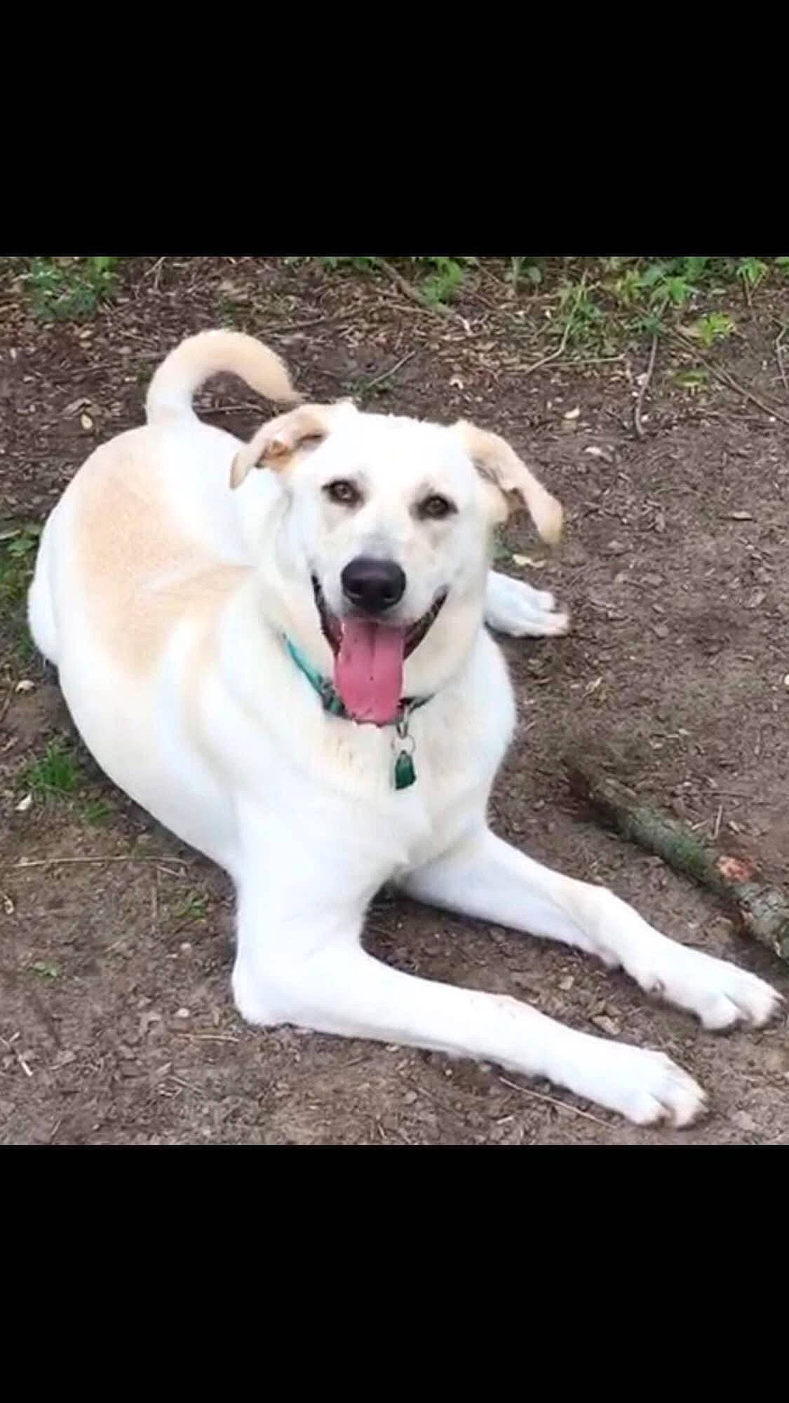 Coby joined the competition — help win amazing prizes! canidae, carnivore, chair, collar, companion_dog, dog, dog_breed, dog_collar, dog_supply, fawn, grass, pet_supply, plant, sky, soil, sporting_group, tail, tree, working_animal, working_dog