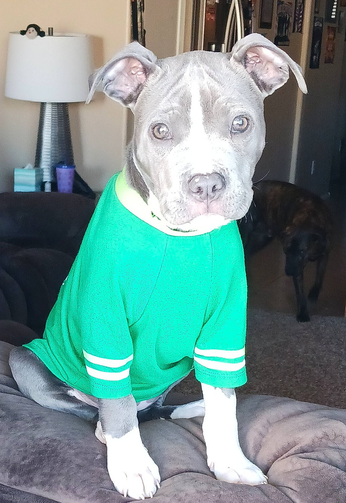 Dignity is registered to the contest to win money with this photo: canidae, carnivore, collar, companion_dog, dog, dog_breed, dog_clothes, dog_supply, fawn, grey, lamp, non_sporting_group, paper_towel, sleeve, snout, sporting_group, terrestrial_animal, whiskers, working_animal