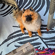 Gucci participe au concours pour gagner de l'argent avec cette photo : dog, pomeranian, fluffy, pet, indoor, rug, patterned, wicker_furniture, colorful_cloth, curious, looking_up, small_dog, brown, black, white, furniture_leg, floor, cozy, companion, animal