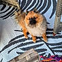 dog, pomeranian, fluffy, pet, indoor, rug, patterned, wicker_furniture, colorful_cloth, curious, looking_up, small_dog, brown, black, white, furniture_leg, floor, cozy, companion, animal
