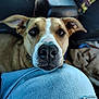 dog, canine, pet, close_up, nose, whiskers, brown_fur, white_marking, eyes, ears, denim, lap, car_interior, seat, blanket, collar, portrait, inquisitive, snout, road_trip