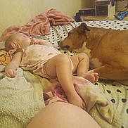 Nala joined the competition — help win amazing prizes! baby, infant, dog, pet, bed, blanket, polka_dot, pregnant_belly, toes, legs, pillow, indoor, cozy, resting, cuddle, gaze, bedding, air_cooler, shelf, towel