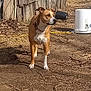 dog, pet, brown_dog, white_markings, collar, standing, alert, outdoor, yard, dirt_ground, dry_grass, wooden_shed, bucket, extension_cord, sunlight, shadow, ears, muzzle, twigs, leaf_litter