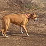 dog, canine, pet, brown_dog, white_paws, pink_collar, standing, profile_view, backyard, dirt_ground, sticks, brush_pile, house, siding, yellow_cord, curious, animal, bare_earth, outdoor_scene, medium_sized_dog