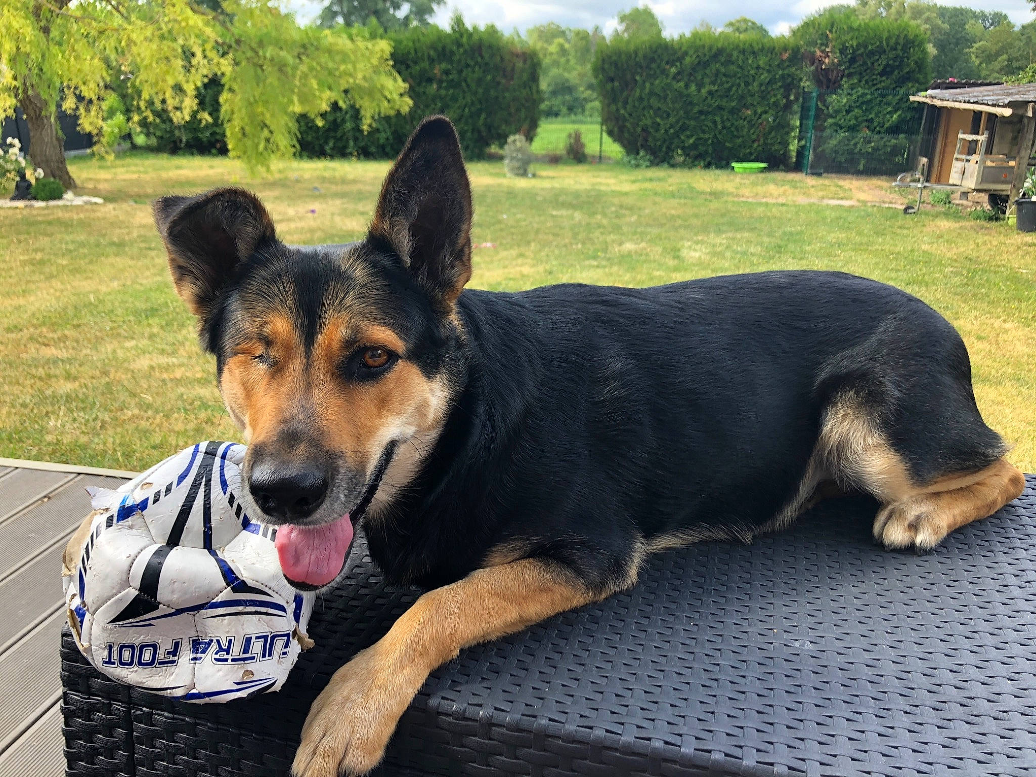 Nina a rejoint le concours — aidez-le/la à gagner de superbes lots ! black_and_tan_terrier, canidae, carnivore, companion_dog, dog, dog_breed, east_european_shepherd, german_shepherd_dog, herding_dog, huntaway, king_shepherd, mammal, police_dog, rare_breed_dog, snout, vertebrate, working_dog