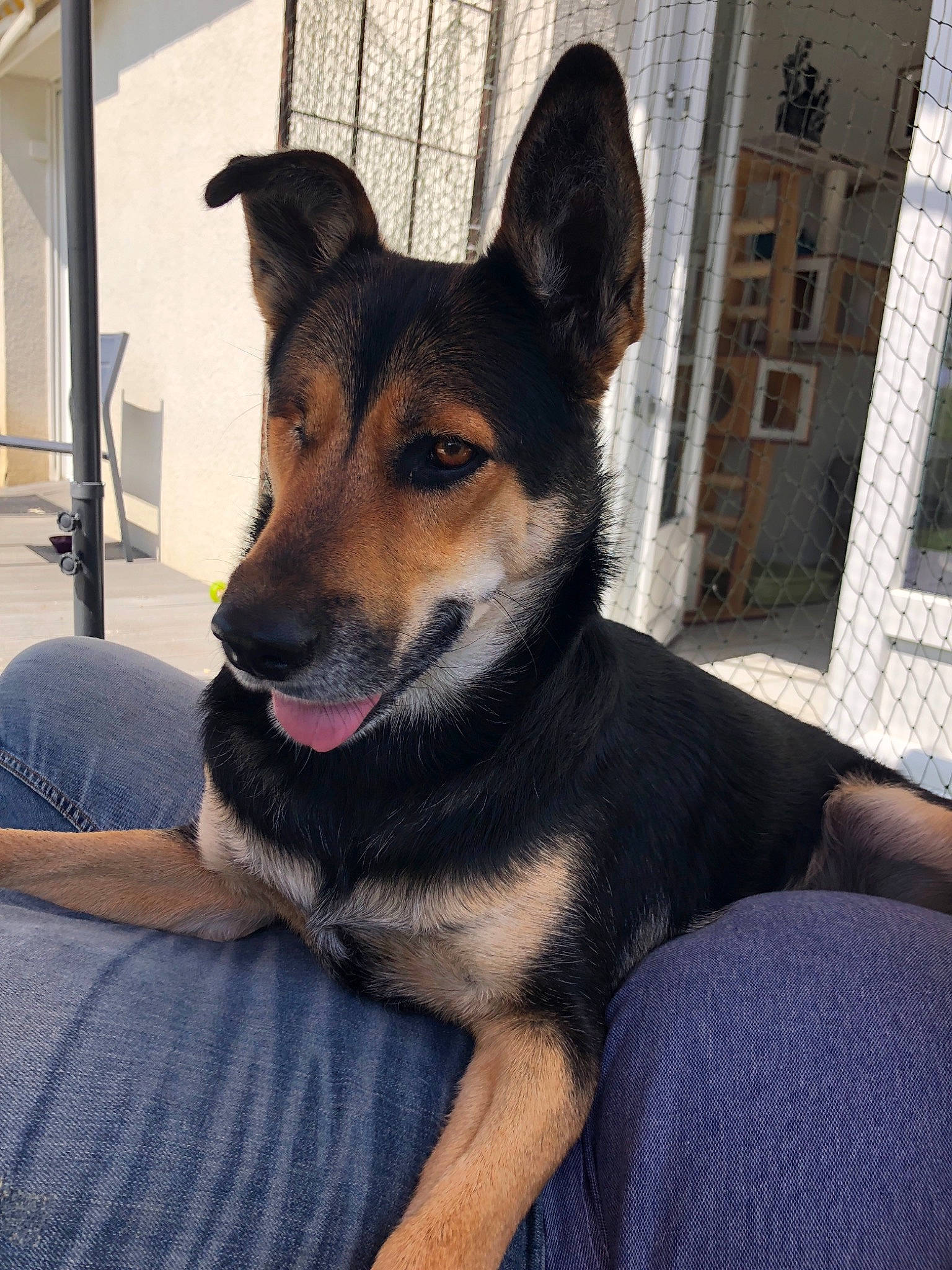 Nina a rejoint le concours — aidez-le/la à gagner de superbes lots ! black_and_tan_terrier, canidae, carnivore, companion_dog, dog, dog_breed, east_european_shepherd, king_shepherd, mammal, rare_breed_dog, snout, vertebrate, working_dog