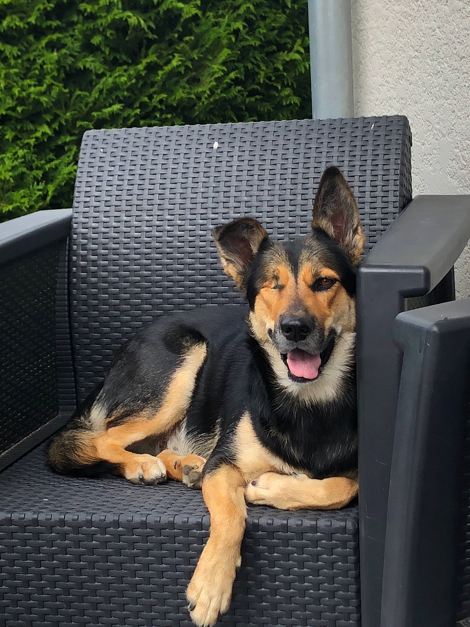 Nina participe au concours pour gagner de l'argent avec cette photo : canidae, carnivore, companion_dog, dog, dog_breed, east_european_shepherd, fawn, german_shepherd_dog, king_shepherd, mammal, old_german_shepherd_dog, police_dog, rare_breed_dog, shiloh_shepherd_dog, snout, vertebrate, working_dog