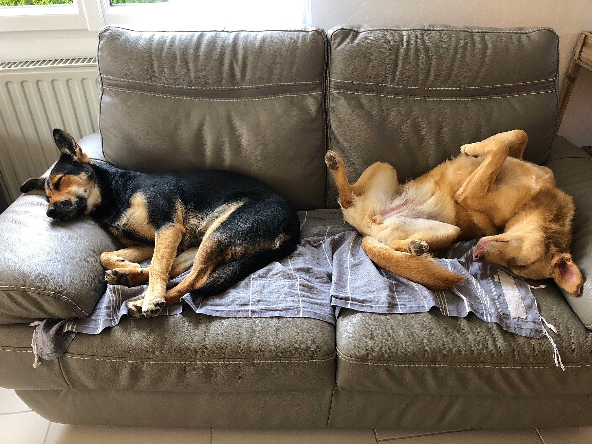 Nina participe au concours pour gagner de l'argent avec cette photo : bed, belgian_shepherd_malinois, canidae, carnivore, comfort, companion_dog, couch, dobermann, dog, dog_bed, dog_breed, floor, furniture, german_shepherd_dog, interior_design, nap, wolfdog