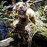 Harley is registered to the contest to win money with this photo: puppy, dog, animal, pet, brown_fur, standing, outdoors, woodland, forest, stream, pond, water, log, moss, tree, branches, greenery, nature, collar, portrait