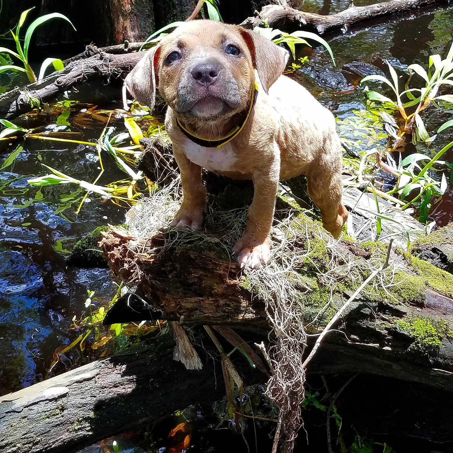 Harley is registered to the contest to win money with this photo: puppy, dog, animal, pet, brown_fur, standing, outdoors, woodland, forest, stream, pond, water, log, moss, tree, branches, greenery, nature, collar, portrait
