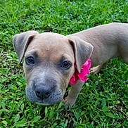 Harley is registered to the contest to win money with this photo: puppy, dog, canine, pet, animal, portrait, close_up, grass, outdoor, garden, pink_flower, collar, short_fur, gray_fur, floppy_ears, brown_eyes, snout, cute, curious, nature