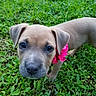puppy, dog, canine, pet, animal, portrait, close_up, grass, outdoor, garden, pink_flower, collar, short_fur, gray_fur, floppy_ears, brown_eyes, snout, cute, curious, nature