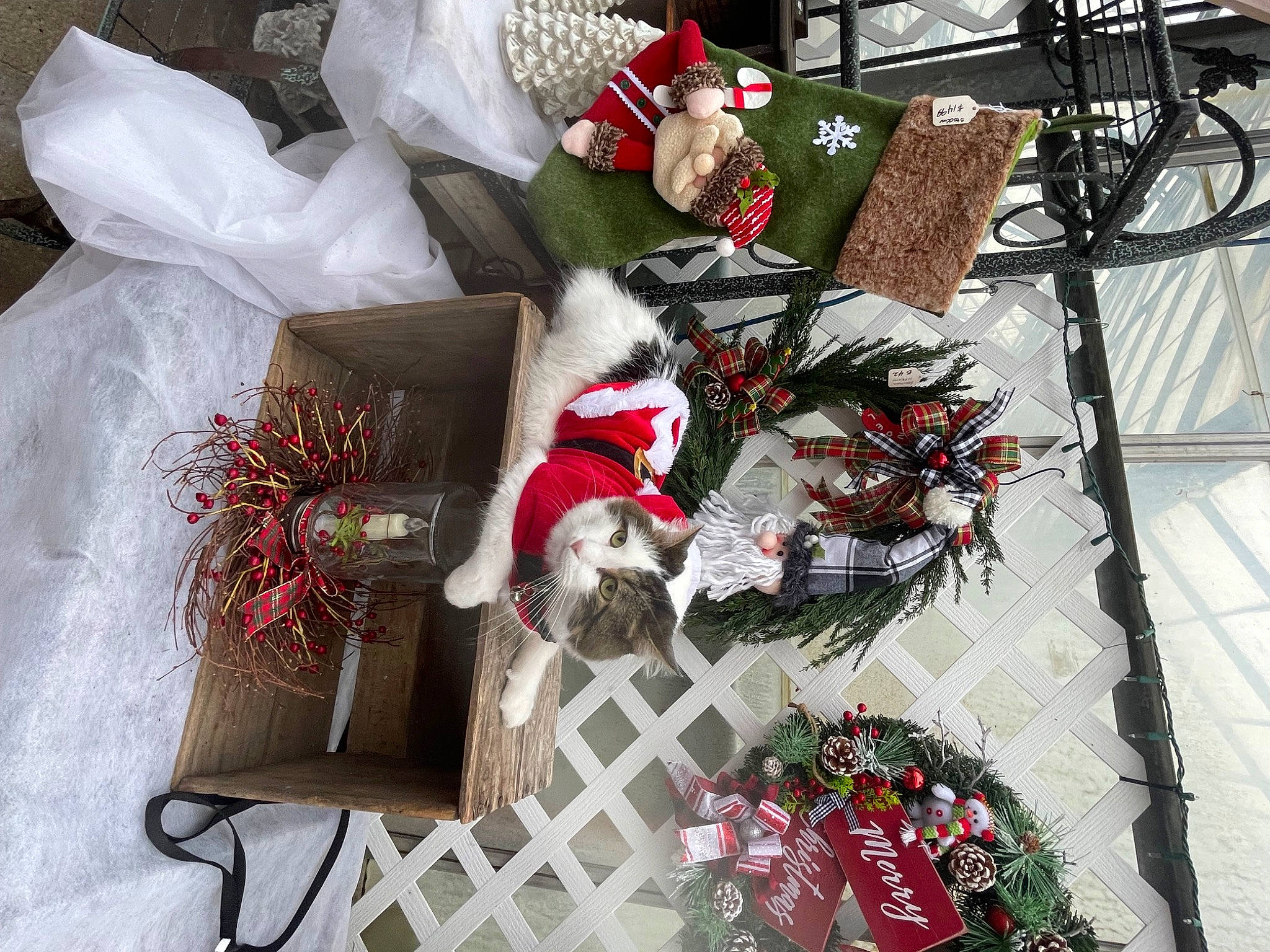 Mr. Mellow joined the competition — help win amazing prizes! carmine, christmas, christmas_decoration, christmas_eve, christmas_ornament, event, gift_wrapping, holiday, holiday_ornament, interior_design, ornament, pattern, present, red, room, tree, twig, winter