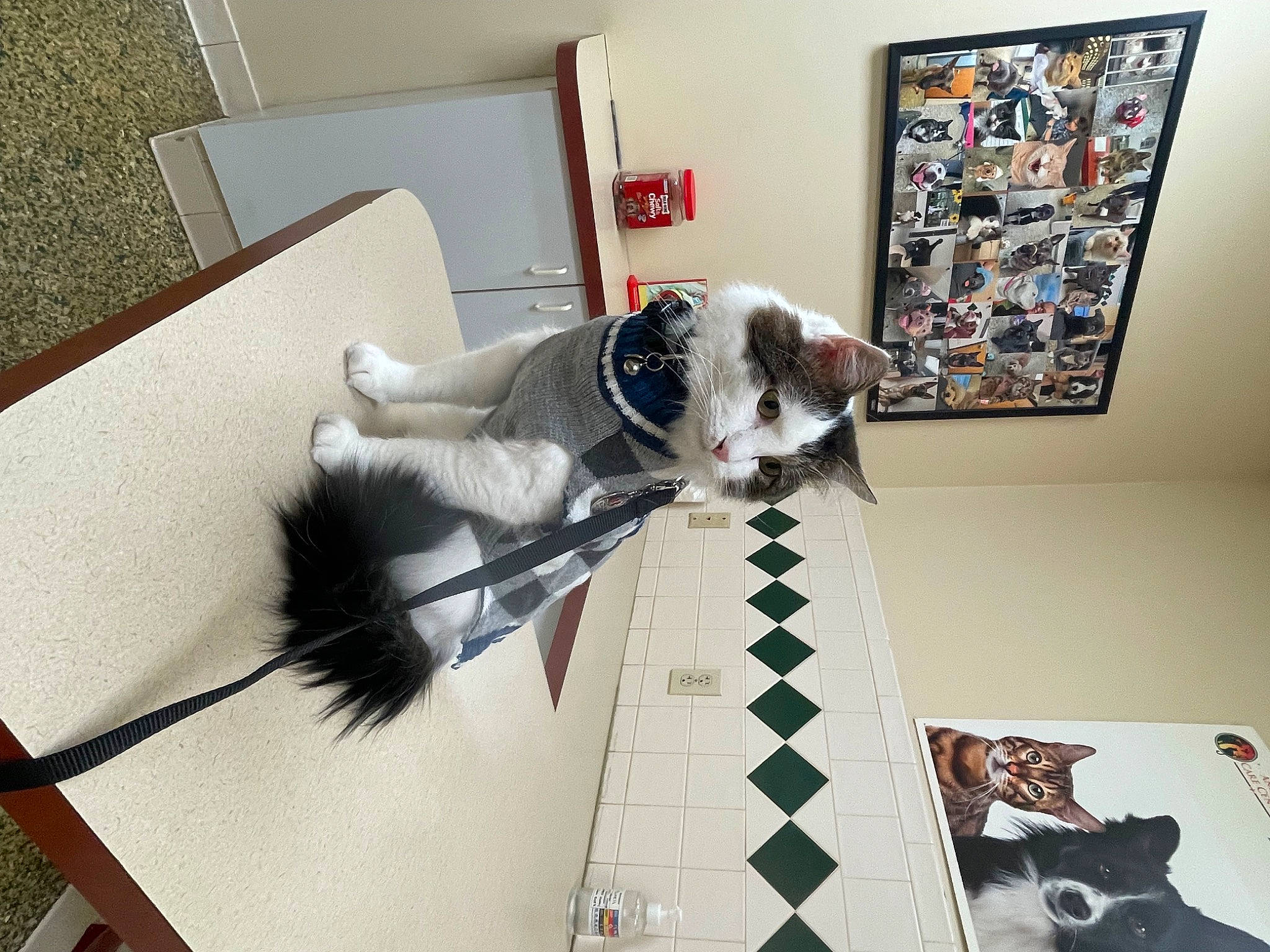 Mr. Mellow is registered to the contest to win money with this photo: art, building, canidae, companion_dog, dog, felidae, flooring, fur, house, interior_design, picture_frame, room, small_to_medium_sized_cats, sporting_group, tail, tree, visual_arts, window, wood