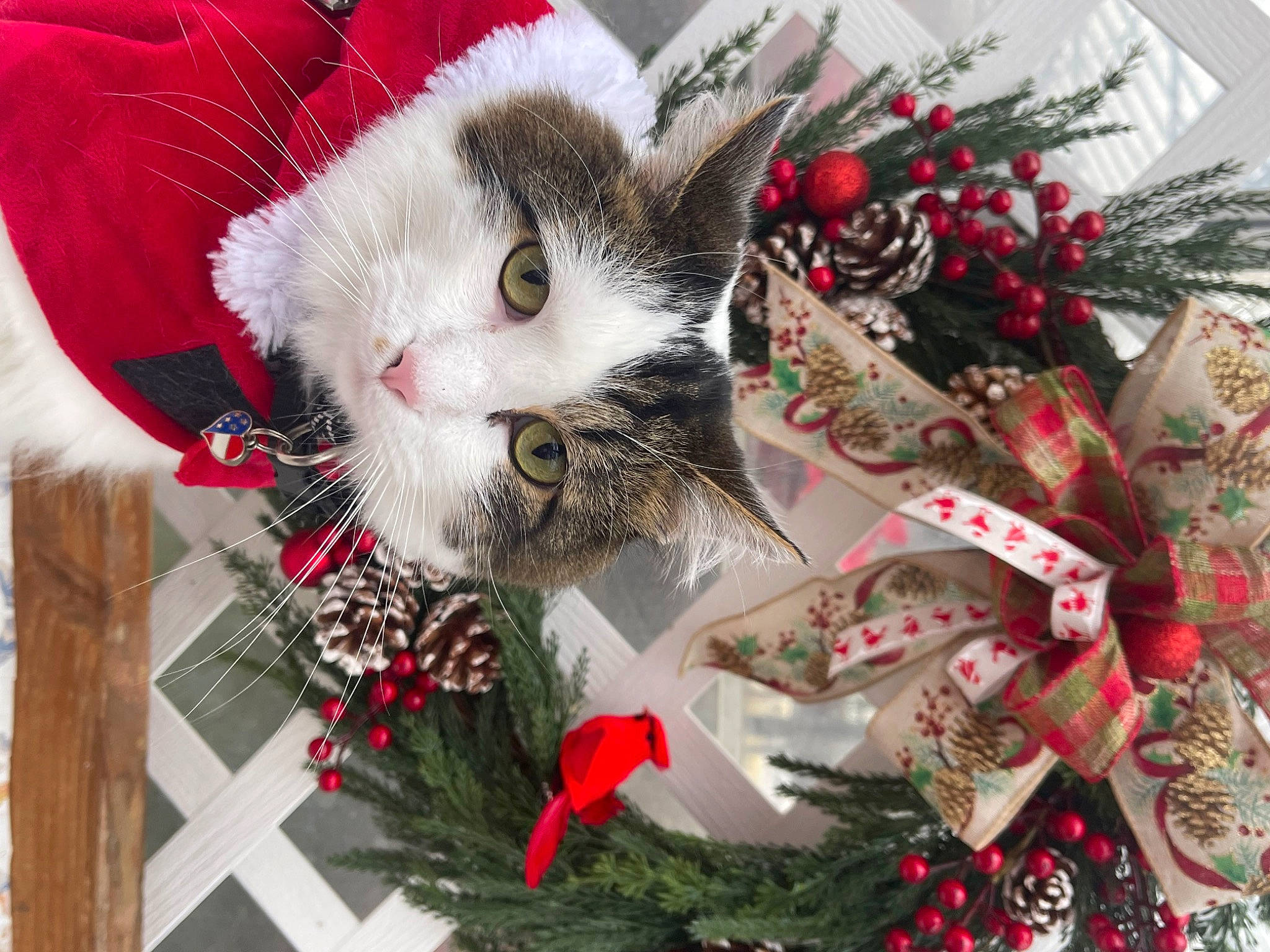 Mr. Mellow joined the competition — help win amazing prizes! carnivore, cat, christmas, christmas_decoration, christmas_eve, christmas_ornament, christmas_tree, conifer, event, felidae, fur, gift_wrapping, holiday, holiday_ornament, ornament, plant, present, small_to_medium_sized_cats, tree, whiskers