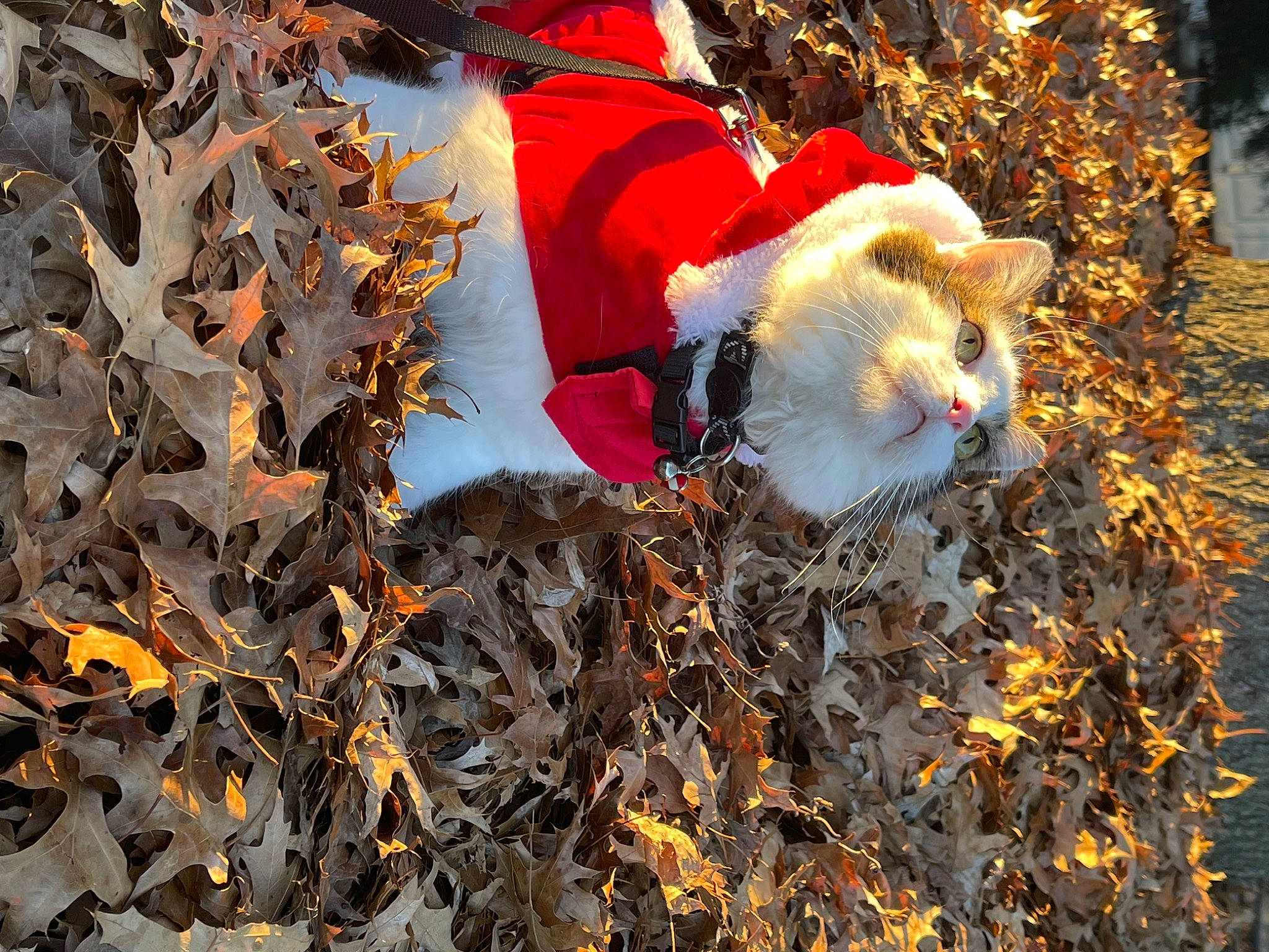 Mr. Mellow is registered to the contest to win money with this photo: autumn, branch, canidae, carnivore, cat, christmas_ornament, companion_dog, conifer, deciduous, dog_breed, event, fawn, felidae, fur, grass, people_in_nature, sporting_group, twig, winter, wood