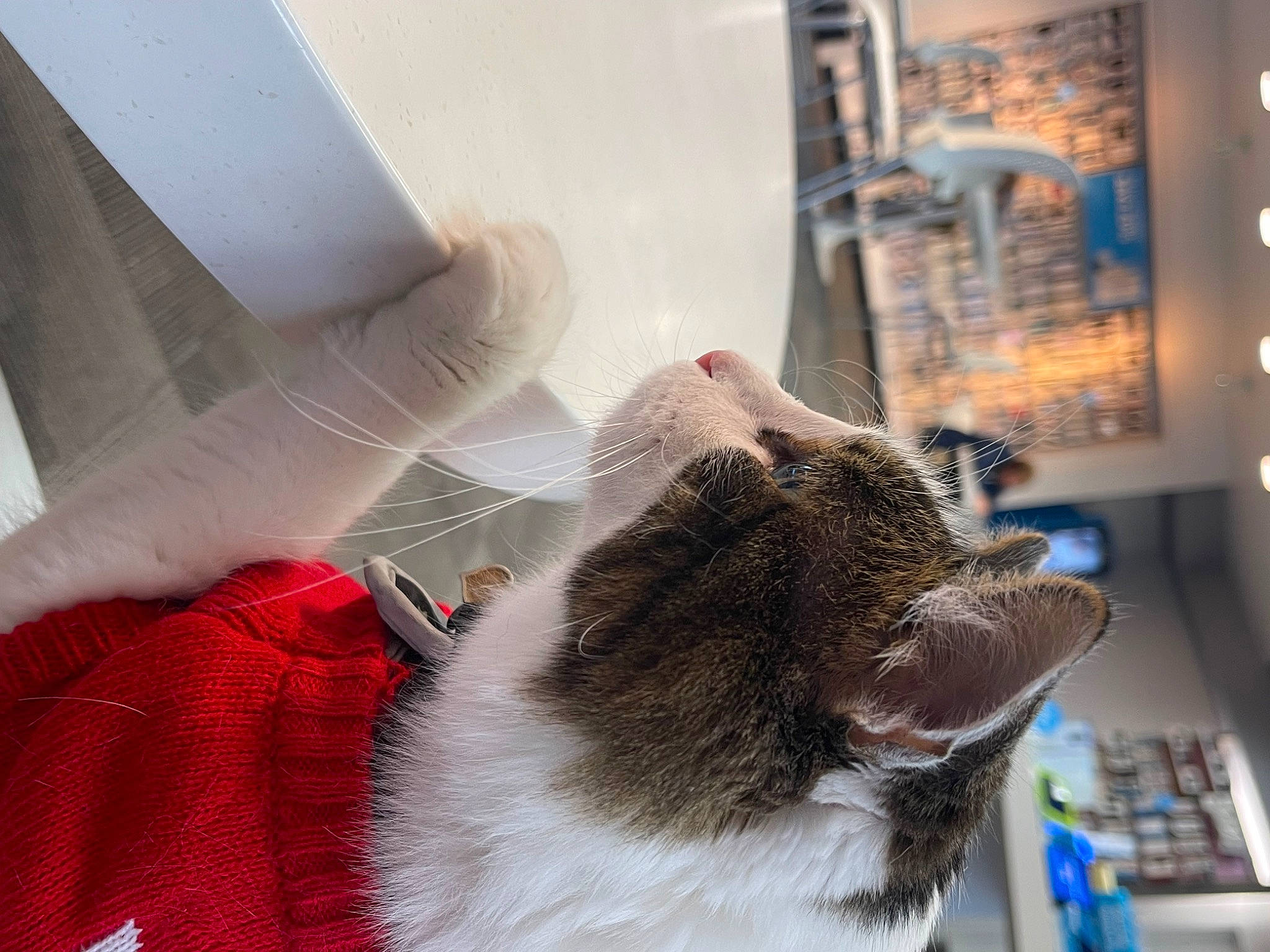 Mr. Mellow is registered to the contest to win money with this photo: carnivore, cat, claw, collar, comfort, companion_dog, domestic_short_haired_cat, felidae, flooring, fur, gesture, human_leg, linens, nap, paw, picture_frame, room, small_to_medium_sized_cats, tail, whiskers