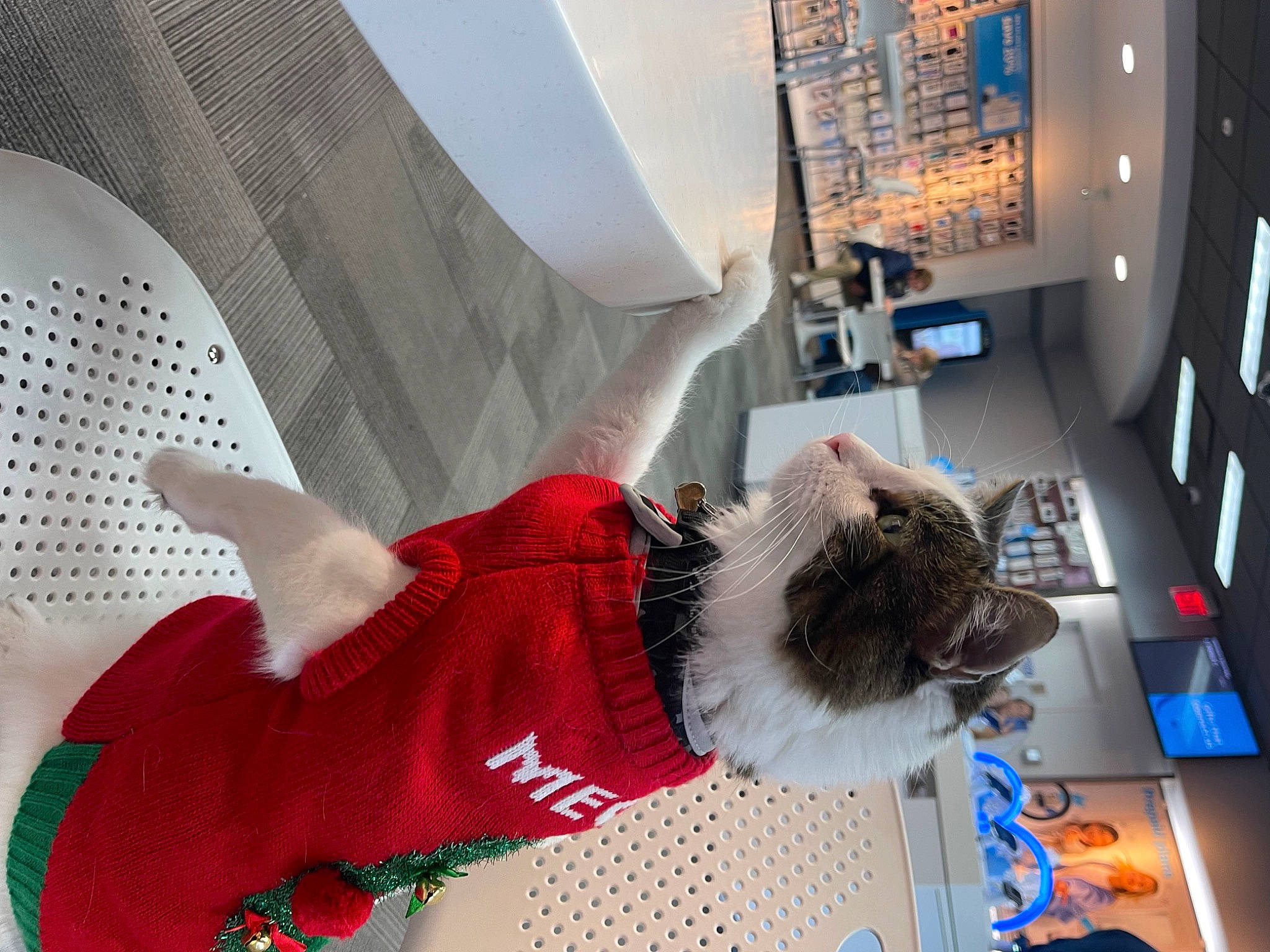 Mr. Mellow joined the competition — help win amazing prizes! canidae, carmine, ceiling, comfort, companion_dog, costume, flooring, fun, fur, human_leg, interior_design, pattern, room, sleeve, sock, sportswear, thigh, tree