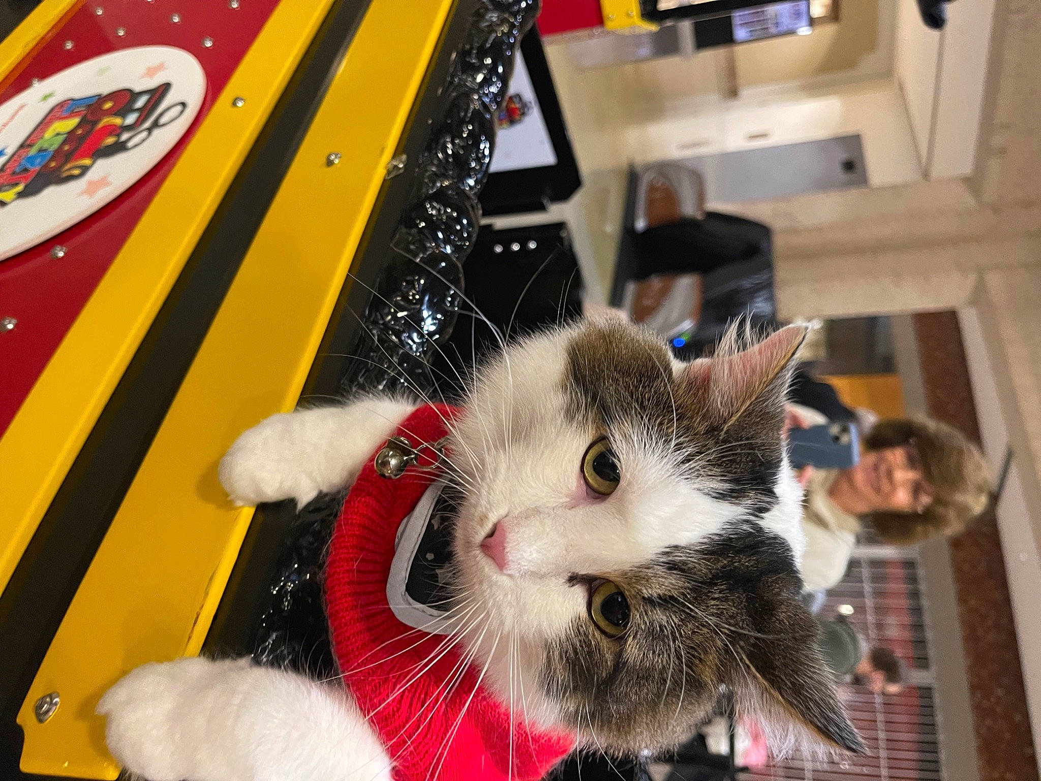 Mr. Mellow joined the competition — help win amazing prizes! carmine, carnivore, cat, claw, domestic_short_haired_cat, felidae, fur, holiday, paw, small_to_medium_sized_cats, tail, whiskers