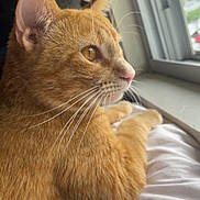 Chindu is registered to the contest to win money with this photo: cat, orange_cat, tabby, pet, animal, feline, whiskers, fur, window, blanket, indoor, resting, looking_out, natural_light, close_up, side_profile, soft_texture, domestic_animal, curious, cozy