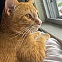 cat, orange_cat, tabby, pet, animal, feline, whiskers, fur, window, blanket, indoor, resting, looking_out, natural_light, close_up, side_profile, soft_texture, domestic_animal, curious, cozy
