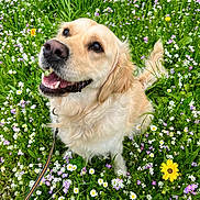 Tempête a rejoint le concours — aidez-le/la à gagner de superbes lots ! animal, canine, daylight, dog, flowers, friendly, fur, golden_retriever, grass, greenery, happy, leash, nature, outdoor, pet, playful, portrait, smiling, spring, wildflowers