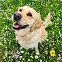animal, canine, daylight, dog, flowers, friendly, fur, golden_retriever, grass, greenery, happy, leash, nature, outdoor, pet, playful, portrait, smiling, spring, wildflowers
