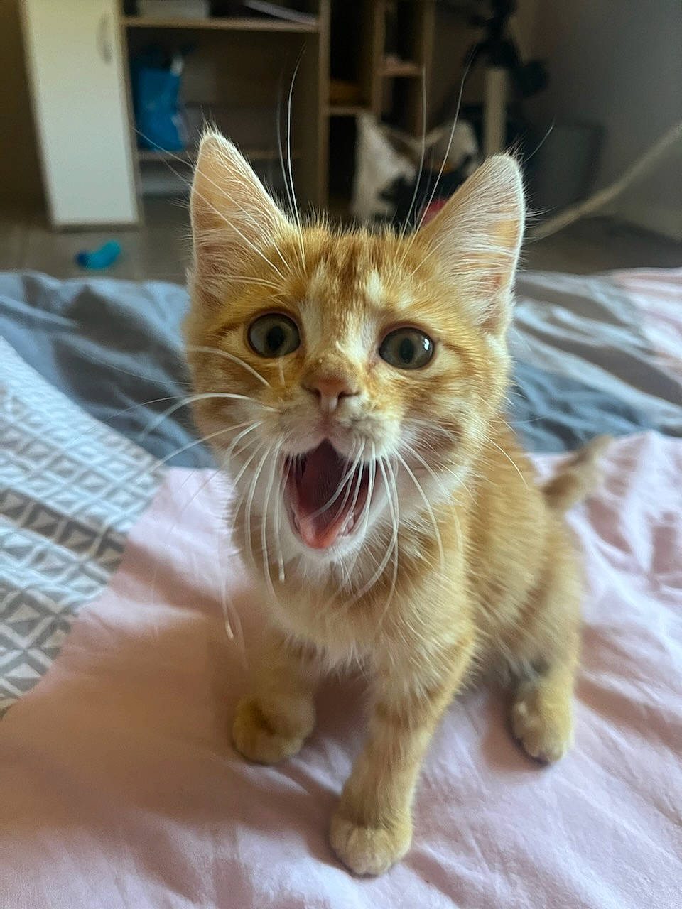 Tigrou a rejoint le concours — aidez-le/la à gagner de superbes lots ! carnivore, cat, claw, domestic_short_haired_cat, fawn, felidae, fur, paw, small_to_medium_sized_cats, snout, tail, terrestrial_animal, whiskers