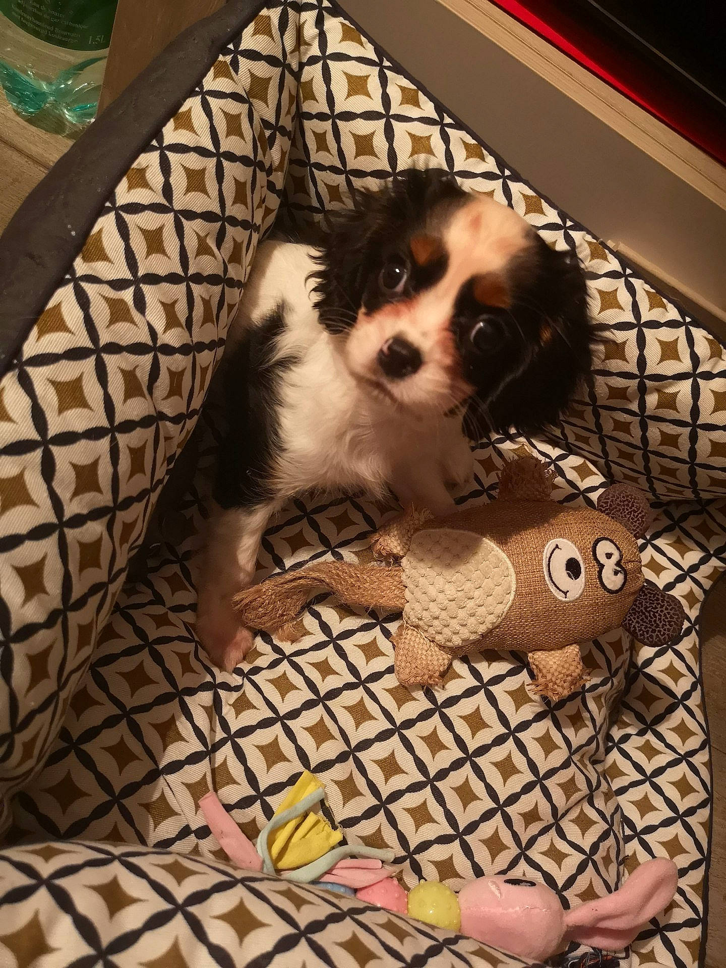 Pépite participe au concours pour gagner de l'argent avec cette photo : canidae, carnivore, cavalier_king_charles_spaniel, companion_dog, dog, dog_breed, dog_supply, japanese_chin, king_charles_spaniel, kooikerhondje, phalene, puppy, spaniel, sporting_group, toy_dog