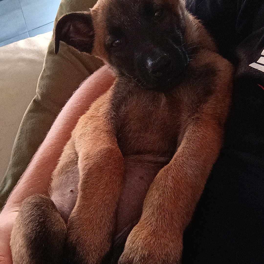 Aïka a rejoint le concours — aidez-le/la à gagner de superbes lots ! animal, blanket, brown_fur, closeup, comfort, cuddle, cute, dog, ears, hand, home, indoor, paw, person, pet, portrait, puppy, relaxed, sleepy, sofa