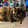 Fiona joined the competition — help win amazing prizes! cat, fluffy, feline, pet, indoor, countertop, curious, brown, black, orange, long_hair, resting, holiday, decorations, bokeh, blurred_background, cozy, domestic, animal, portrait