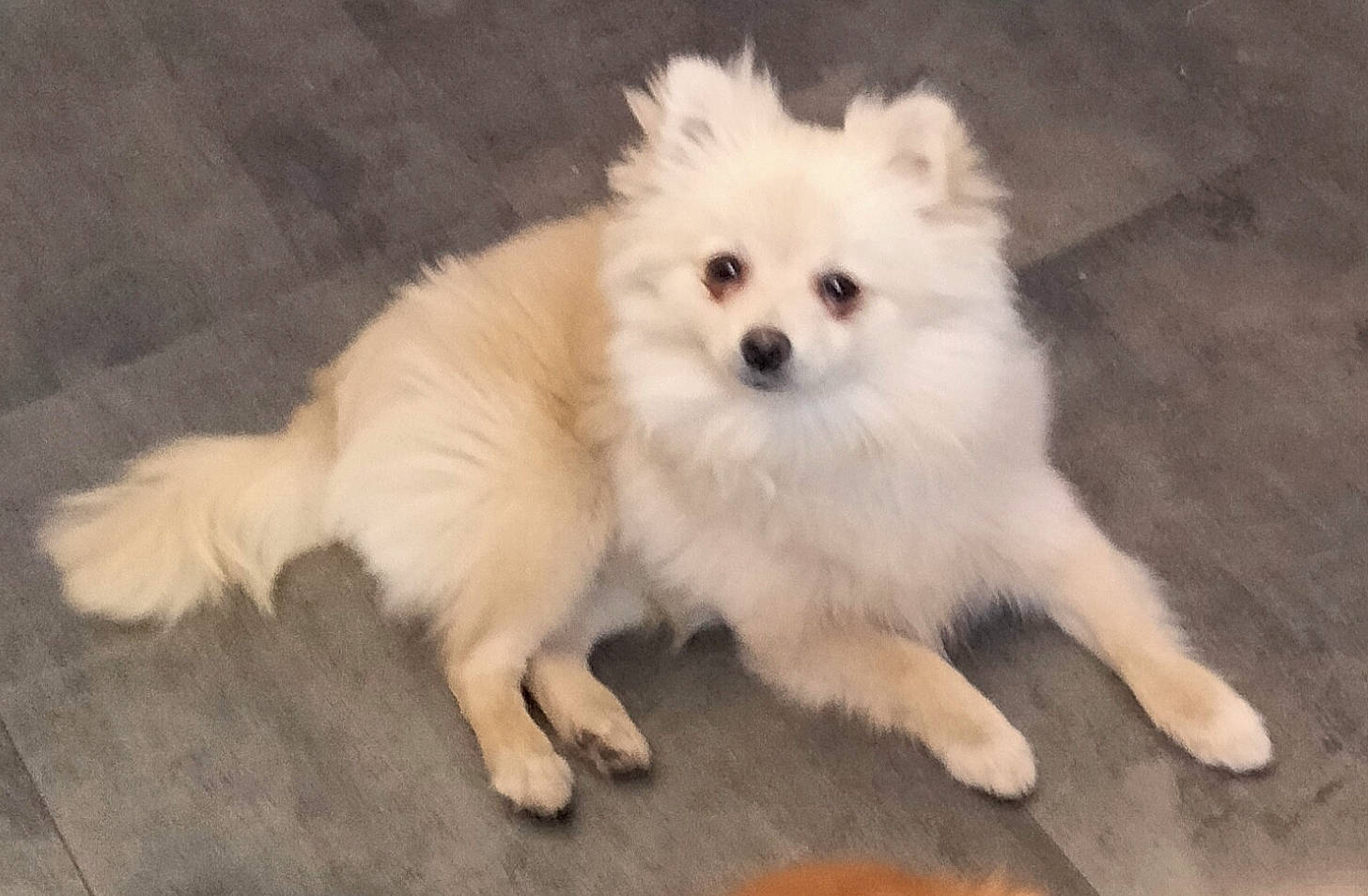 Topaze participe au concours pour gagner de l'argent avec cette photo : ancient_dog_breeds, canidae, carnivore, companion_dog, dog, dog_breed, fur, german_spitz, german_spitz_klein, german_spitz_mittel, japanese_spitz, non_sporting_group, pomeranian, snout, spitz, sporting_group, toy_dog, volpino_italiano, working_animal