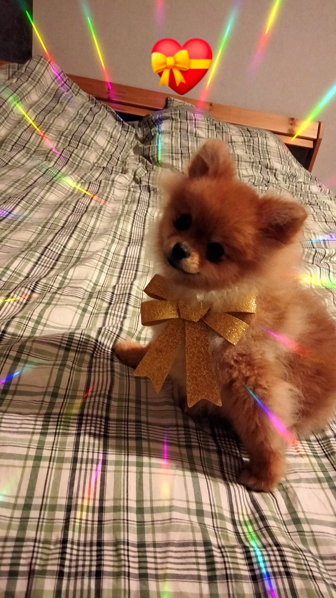 Sherley a rejoint le concours — aidez-le/la à gagner de superbes lots ! canidae, carnivore, cat, companion_dog, dog_breed, fawn, felidae, fur, magenta, pattern, pet_supply, plaid, small_to_medium_sized_cats, stuffed_toy, tail, tartan, textile, toy, toy_dog, whiskers